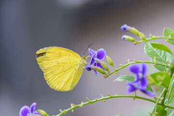 Close up macro shot of a vibrant yellow butterfly sucking nectar from beautiful purple duranta flowers in summer garden