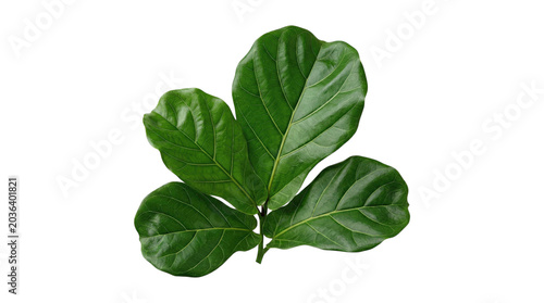 Three glossy fiddle leaf fig leaves (Ficus lyrata) isolated on transparent background, showing broad veined green foliage in high-detail studio cutout