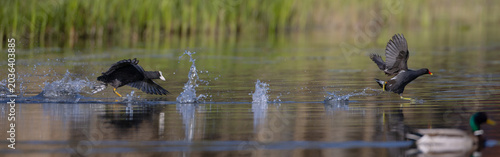 Quadro su tela Eurasian coot vs common moorhen - territorial disputes