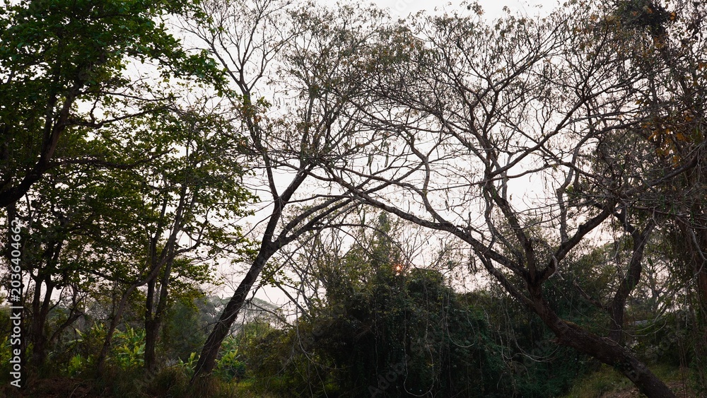 Naklejka premium Forest trees displaying both green foliage and bare branches in dappled light