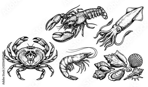 Canvastavla Vintage Sketch Style Sea Animal Vector Set with Lobster Crab Squid Shrimp and Se