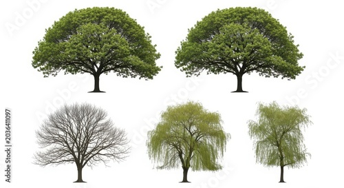 Four distinct tree types in varying seasonal appearances