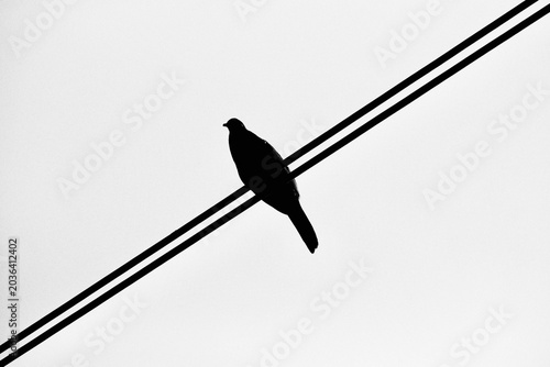 A dramatic silhouette shot of a flock of crows perched on the branches of a bare, leafless tree against a bright, overcast sky. The image conveys a sense of mystery, solitude, or an eerie, gothic atmo