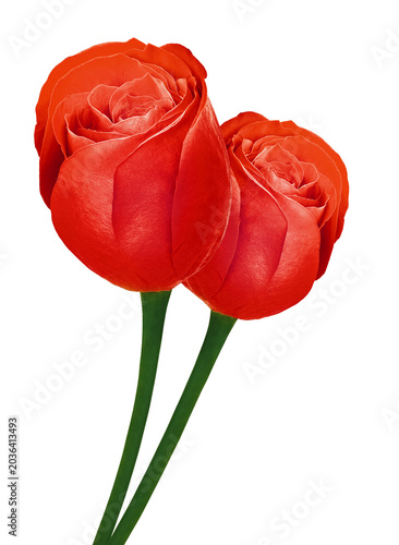 Roses  flowers  on  isolated background with clipping path.  Closeup. For design. Studio shot.  Transparent background	