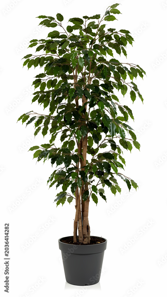 Obraz premium Bonsai tree isolated on white background
