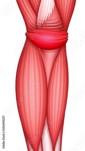 Calf Muscle Fiber Contraction and Relaxation Animation - Soft Red-Pink 3D Medical Visualization