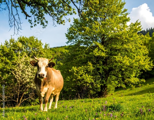 Cow in a lush green meadow