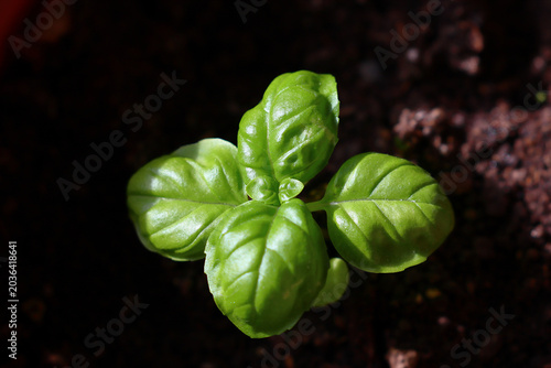 Basil seedling, green organic cultivation