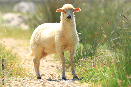 Lamb in the field, Pag, Croatia