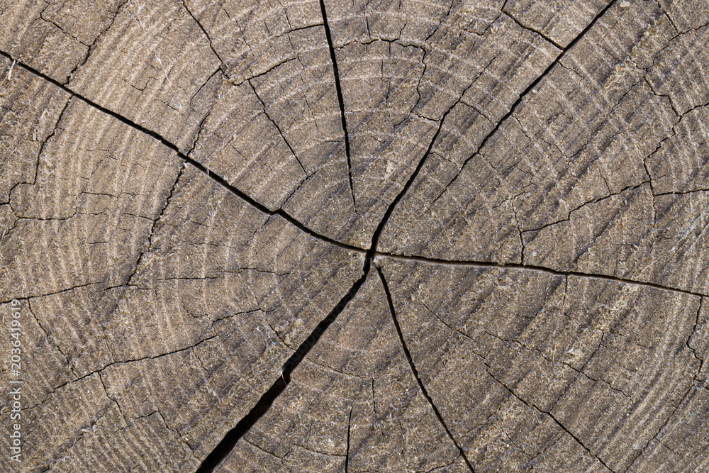 Fototapeta premium Weathered tree stump texture with cracked annual growth rings