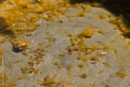Abstract algae texture on wet stone surface close-up