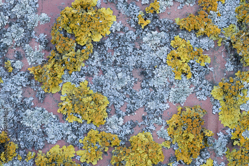 Colorful lichen texture on stone surface macro background
