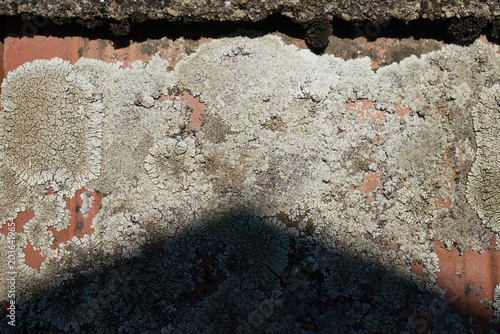White lichen texture on weathered roof tile close-up