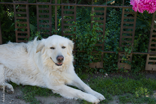 White dog resting in garden with pink flowers
