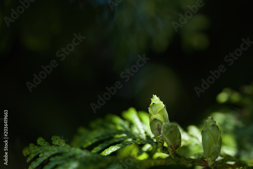 Green plant buds illuminated by sunlight in dark garden