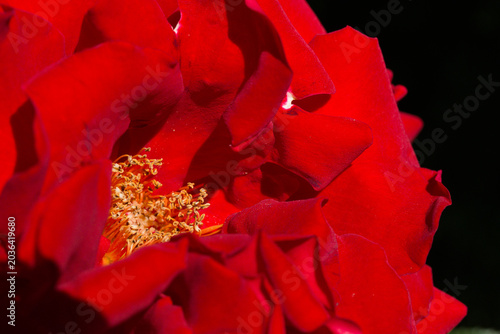 Red rose petals with golden stamens close-up