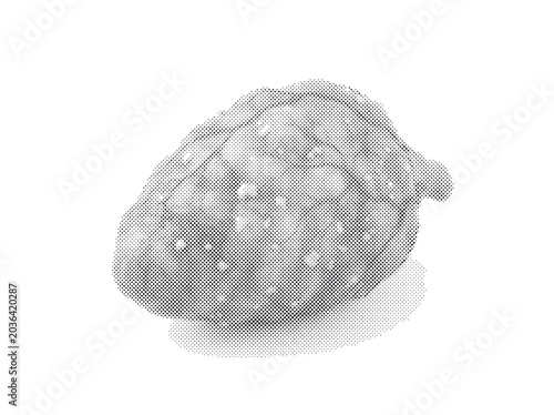 Slika na platnu Human Pineal Gland Anatomical 3D Render with Pine Cone Shape and Calcified Granu