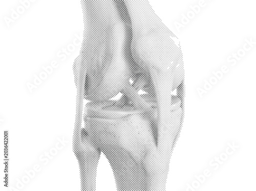 Konstfotografi Human Knee Joint Detailed 3D Render Showing Ligaments Cartilage and Tibiofemoral