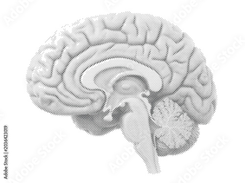 Bild auf Leinwand Human Brain Anatomical 3D Render with Cerebral Cortex Folds and Brainstem in War
