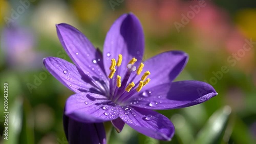 Closeup of a delicate purple flower with water droplets.