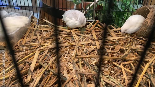 Several white quails (king quail) were actively playing in a cage lined with dry straw, jumping and pecking at food nimbly.