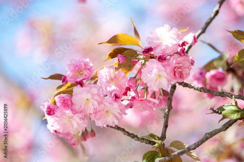 Delicate sakura flowers blooming on branches during warm spring day. Soft pastel floral background with natural outdoor lighting.