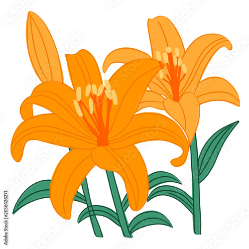 orange tiger lily 