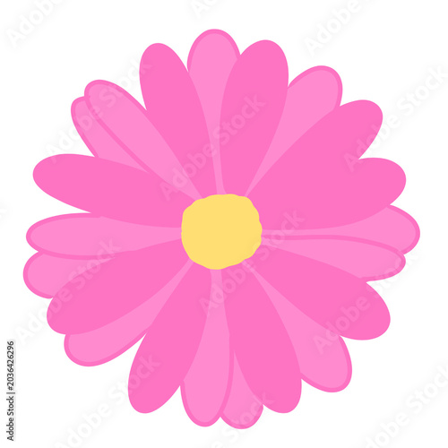 pink daisy flower