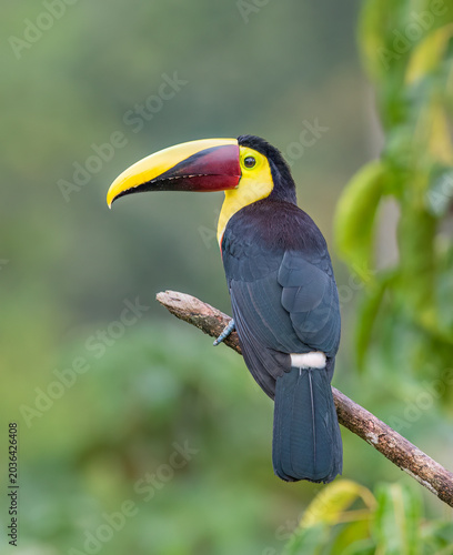 Yellow-throated Toucan (Black-mandibled) perched on a mossy branch in the tropical rainforests, Boca Tapada, Costa Rica