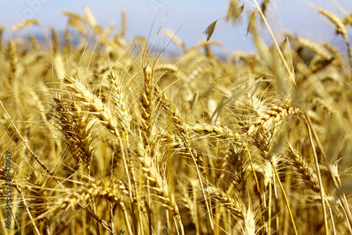 Ripe golden wheat ears close up in a sunny agricultural field