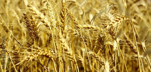 abundance, agricultural field, agriculture, agriculture background, agronomy, barley, blue, botanical, bread grain, cereal crop, cereal grain, close up, countryside, crop, crop field, environment, far