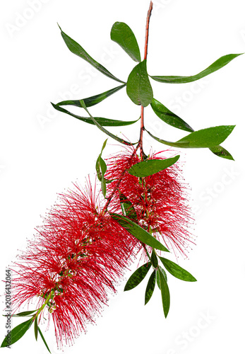 Bottlebrush Flower (Callistemon) with Transparent Background