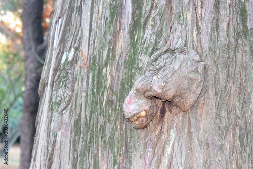Tronco de árbol con una formación natural semejante a un Dinosaurio
