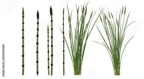 Botanical plant illustration featuring horsetail and grass species with seed heads