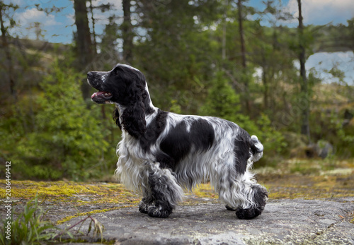 Fotografie Portrait of a purebred English Cocker Spaniel