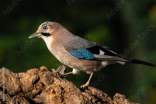Photos Ghiandaia (Garrulus glandarius)
