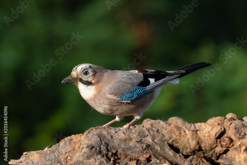 Fotografía Ghiandaia (Garrulus glandarius)