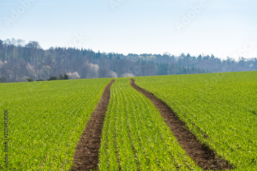 Quadro su tela A vibrant, picturesque rural landscape featuring a field of bright green young crops in early spring