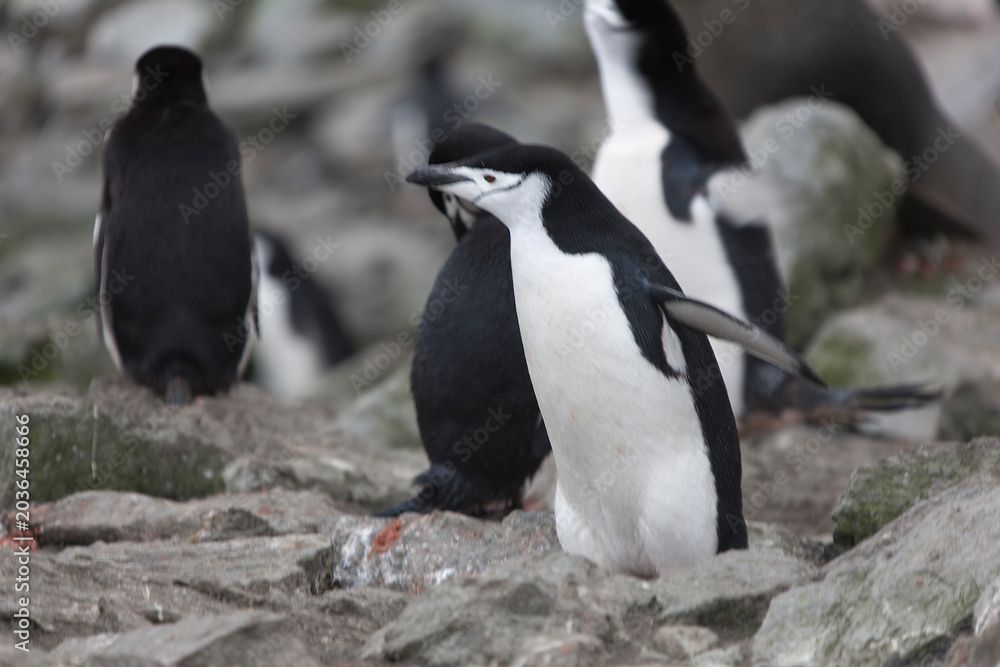 Fototapeta premium South Orkney Islands, Antarctic penguin on a cloudy winter day.