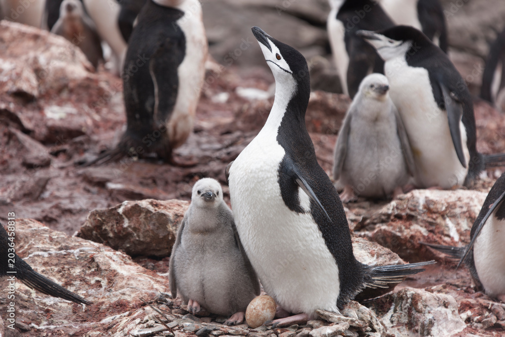 Fototapeta premium South Orkney Islands, Antarctic penguin on a cloudy winter day.