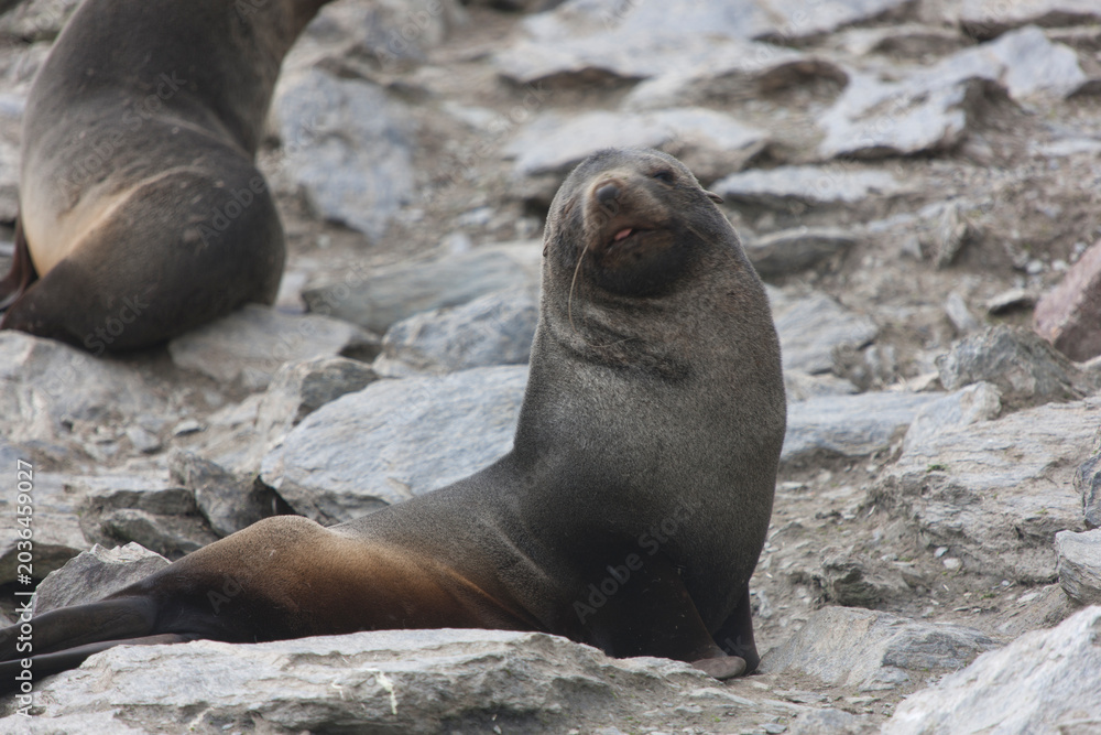 Fototapeta premium South Orkney sea lion on a cloudy winter day.