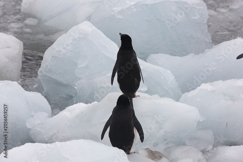 South Orkney Islands, Antarctic penguin on a cloudy winter day.