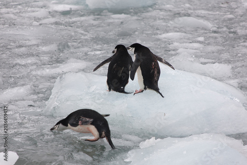 South Orkney Islands, Antarctic penguin on a cloudy winter day.