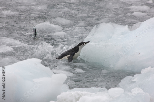South Orkney Islands, Antarctic penguin on a cloudy winter day.