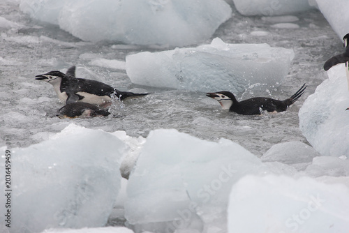 South Orkney Islands, Antarctic penguin on a cloudy winter day.