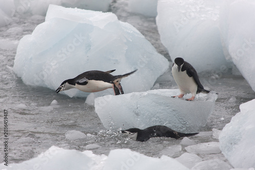 South Orkney Islands, Antarctic penguin on a cloudy winter day.