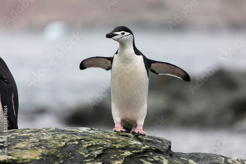 South Orkney Islands, Antarctic penguin on a cloudy winter day.