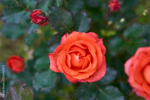Orange Rose Flower Close Up in Garden