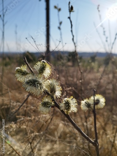 Close-up of blooming pussy willow catkins on a branch on a sunny spring day