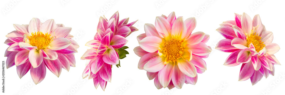 Obraz premium Four pink and white dahlia flowers in a row. Isolated on a transparent background.